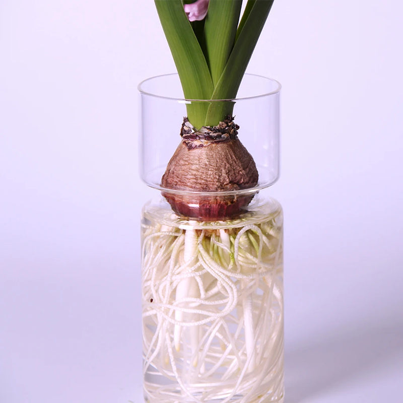 DIY Micro Landscape Clear Hyacinth Glass Vase Flower Planter Pot Bottle Terrarium Container Flower Vase for Home Office Decor