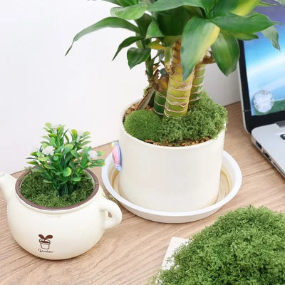 30/100g Artificial Green Plants Eternal Life Moss Lawn Mini Landscaping Home Garden Room Decoration Fake Grass DIY Crafts Gifts