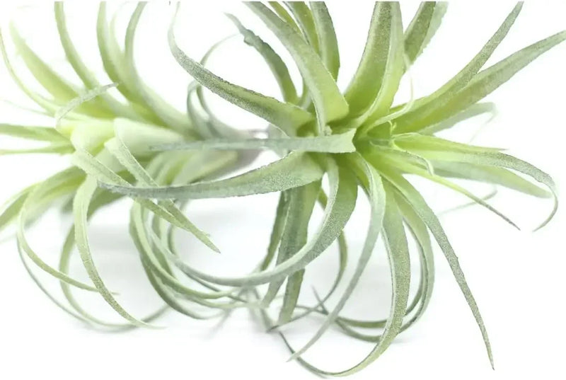 2PCS Artificial Flocking Tillandsia Air Plants Faux Succulents Bromeliads(Small)