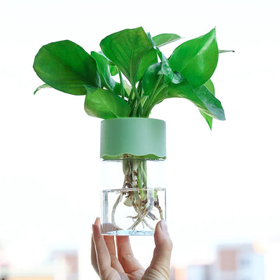 Mini Hydroponic Flower Pot Transparent Terrarium Glass Soilless Green Plant Vase Garden Living Room Home Tabletop Decorations