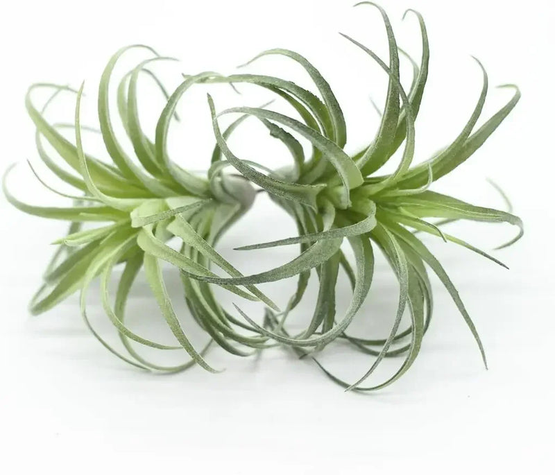 2PCS Artificial Flocking Tillandsia Air Plants Faux Succulents Bromeliads(Small)