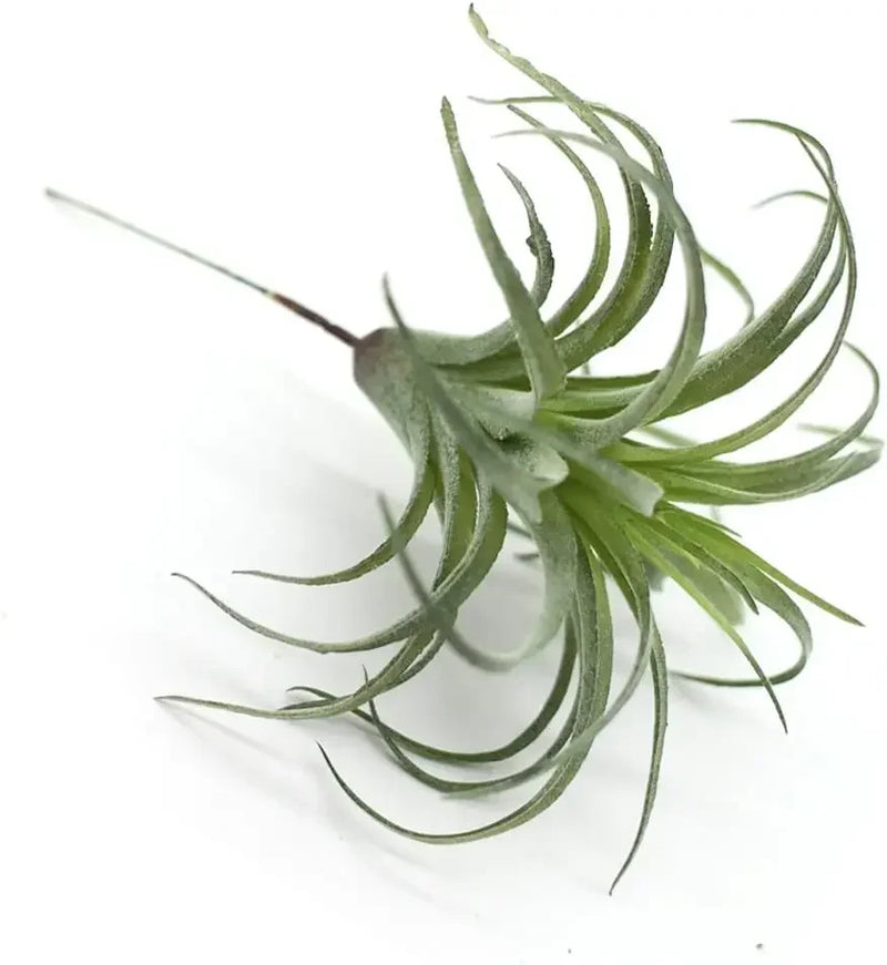 2PCS Artificial Flocking Tillandsia Air Plants Faux Succulents Bromeliads(Small)