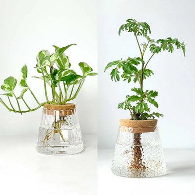 2/1 Pcs Hydroponic Plants Glass Flower Pots Home Decoration Transparent Small Vase Plant Pots With Base Tray Garden Accessories