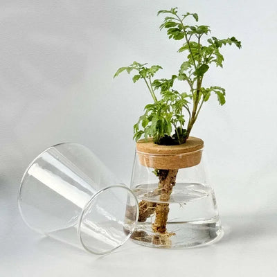 2/1 Pcs Hydroponic Plants Glass Flower Pots Home Decoration Transparent Small Vase Plant Pots With Base Tray Garden Accessories